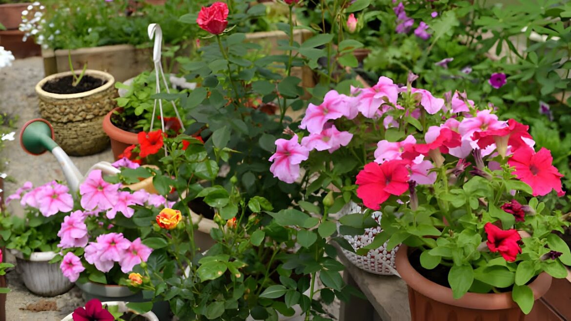 Stunning Garden Project Ideas to Transform Your Home Oasis | DIY & Budget-Friendly Designs