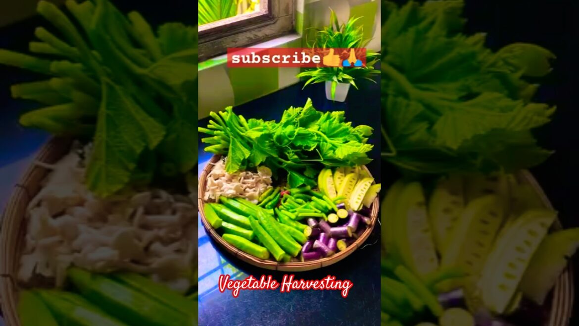 Vegetable Gardening Video...#garden