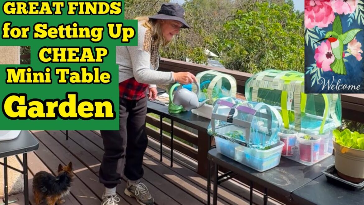 $3 Mini Garden Setting Up *CHEAP NEW Table & Tools for Vegetable Container Gardening in Small Space $3 Mini Garden Setting Up *CHEAP NEW Table & Tools for Vegetable Container Gardening in Small Space