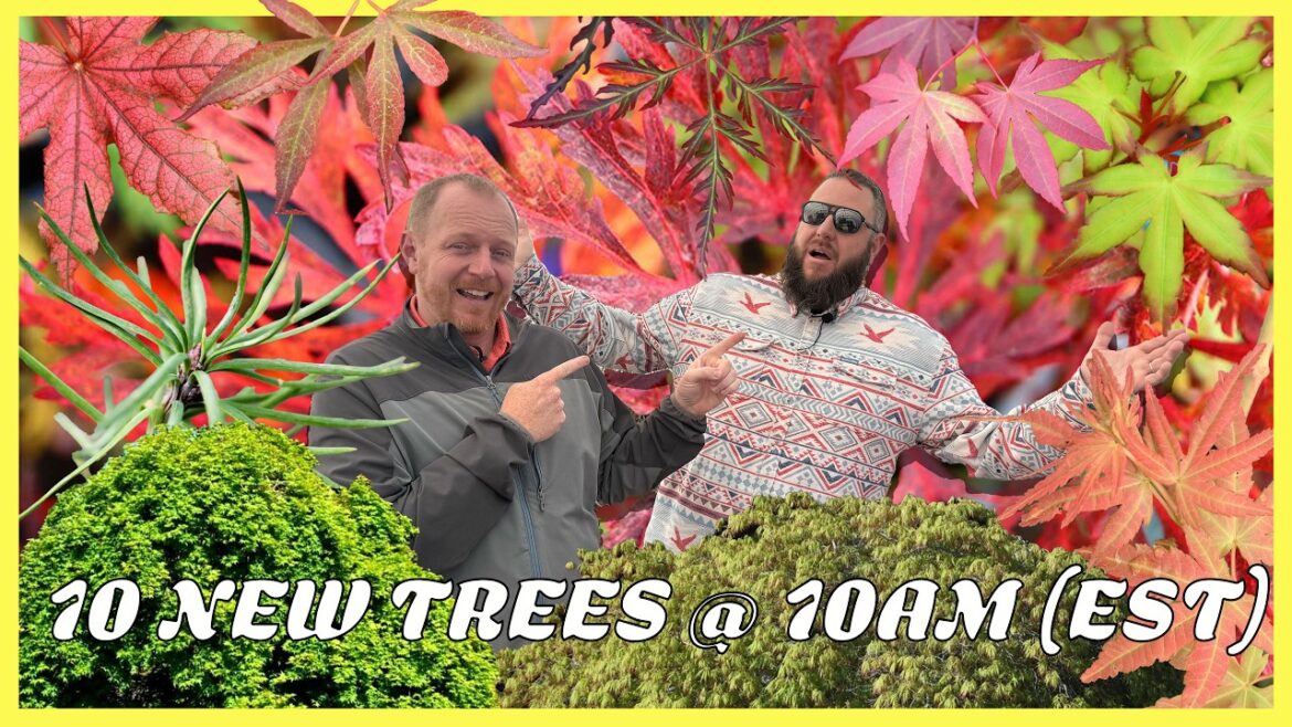 10 New Side-splitting Japanese Maples And Conifers For Your Landscape | 10 New Trees @ 10AM (EST) 10 New Side-splitting Japanese Maples And Conifers For Your Landscape | 10 New Trees @ 10AM (EST)