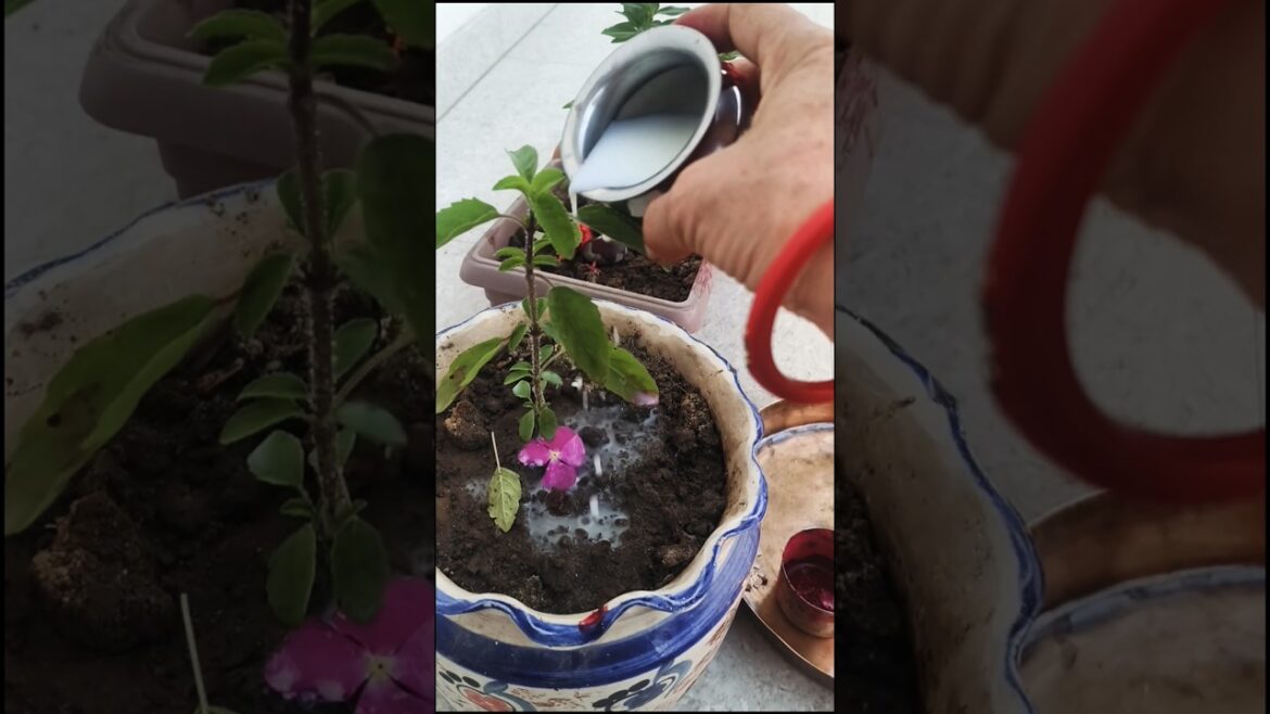 guruwar Ko tulsi main kya chadhna chahiye #motivation #viralshort #tulasiplant #shorts 🙏