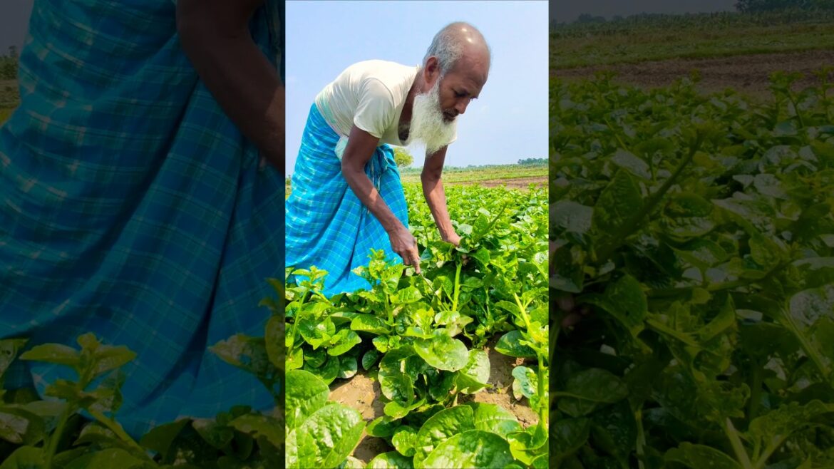 From Farm to Kitchen: Fresh Malabar Spinach (পুঁই শাক) Picked at Morning #shorts From Farm to Kitchen: Fresh Malabar Spinach (পুঁই শাক) Picked at Morning #shorts