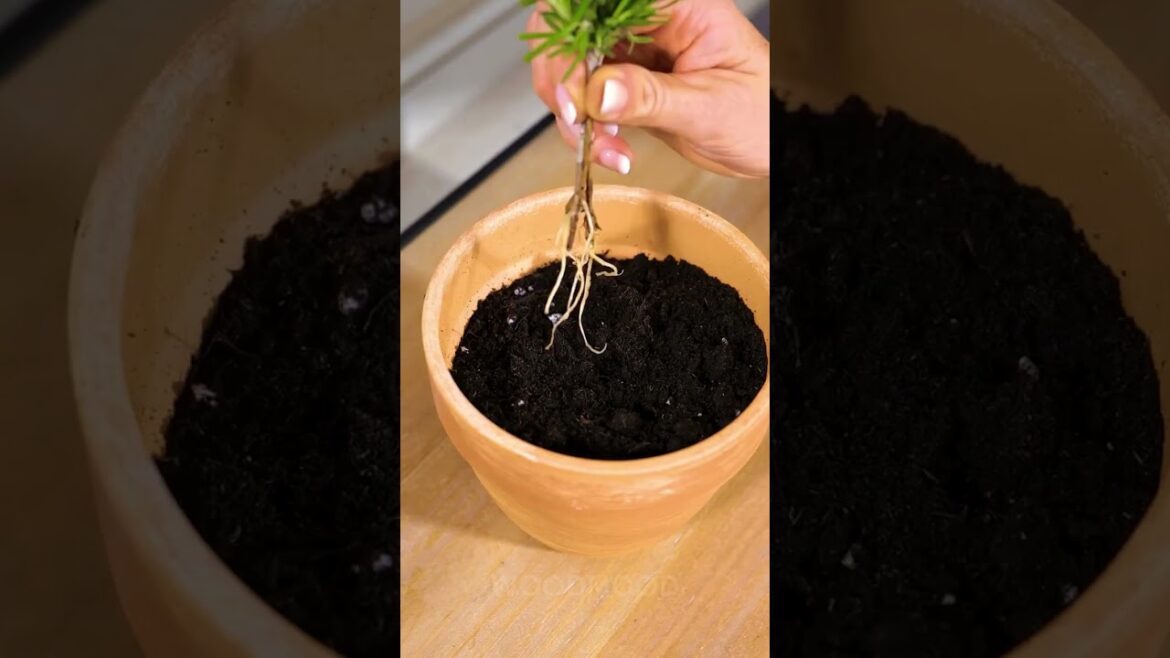 Tips for growing your own garden #planting #gardening #organic #nature Tips for growing your own garden #planting #gardening #organic #nature