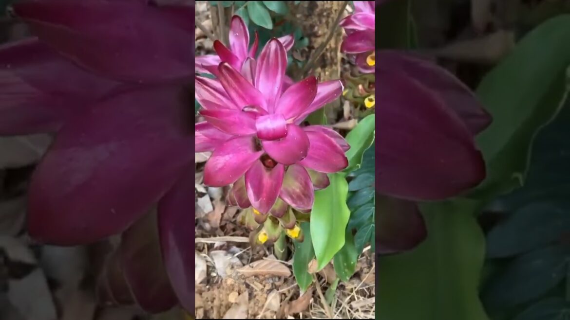 turmeric flower #gardening #shortsfeed #viralshort turmeric flower #gardening #shortsfeed #viralshort