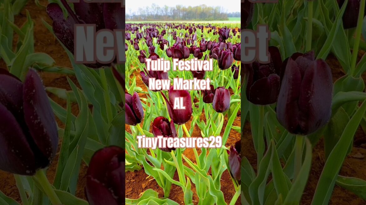 Tulip Festival 🌷🌷 LIVE Music & More !! New Market ALABAMA #springbreakers #fypage #fypyoutube #fyp