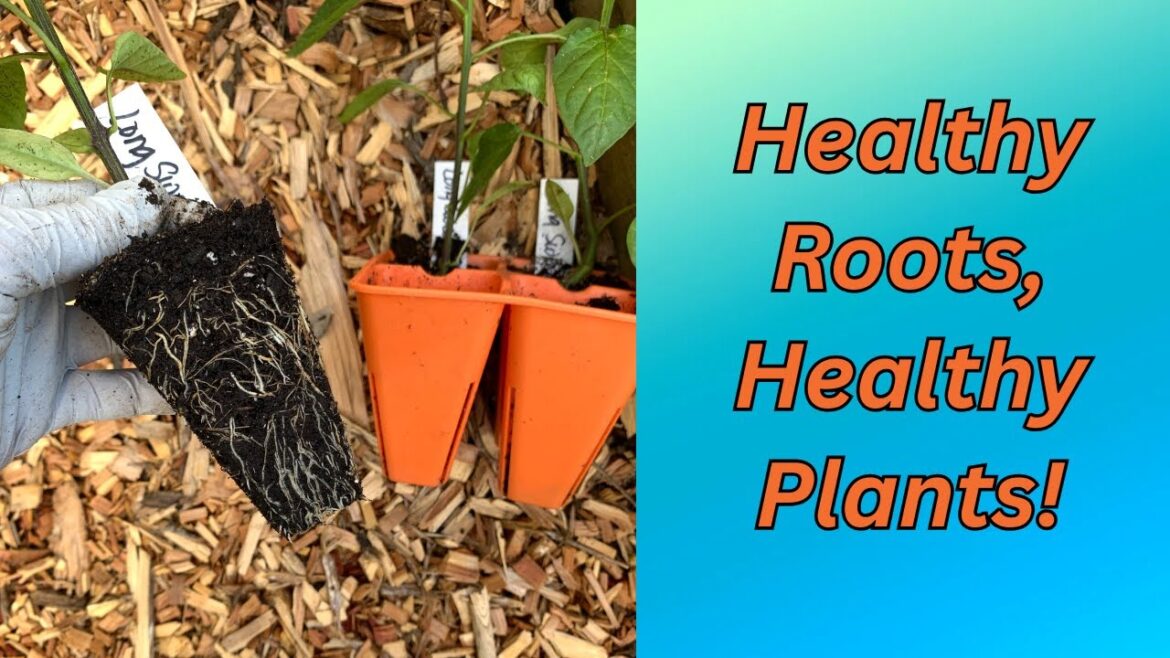 Want Stronger, Healthier Seedlings? Start with the Right Tray! Want Stronger, Healthier Seedlings? Start with the Right Tray!