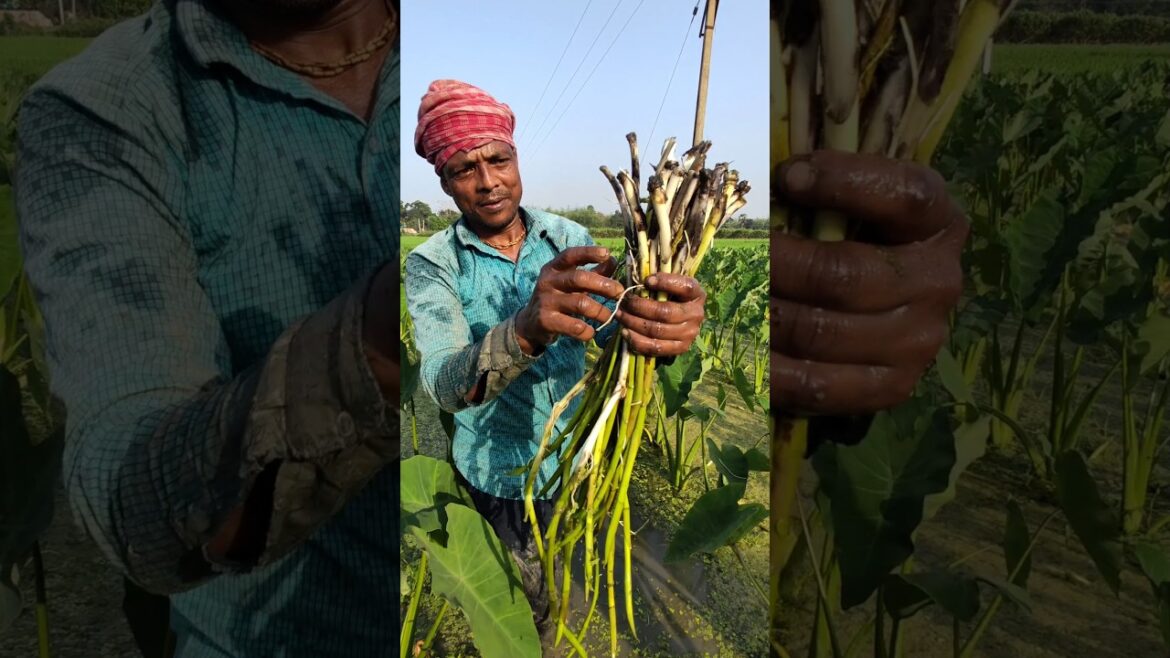 Harvesting Colocasia stolon or, Kochur Loti #shortvideo #shorts #short