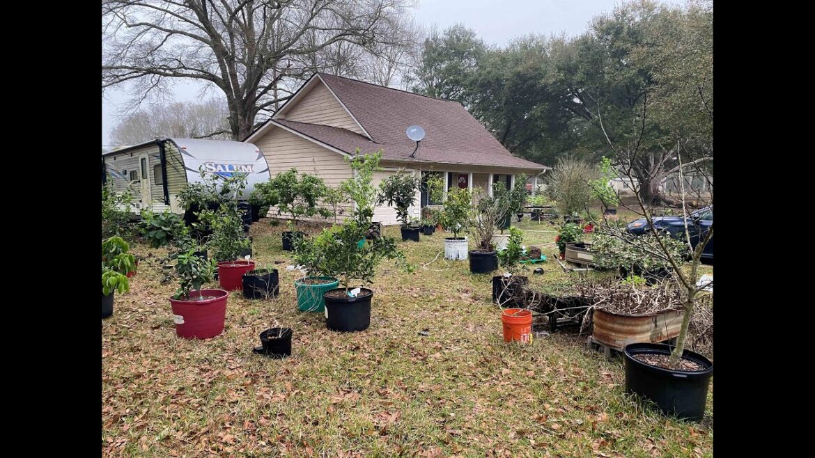 March Container Garden tour with over 100 fruits and Vegetables growing in East Texas zone 9.