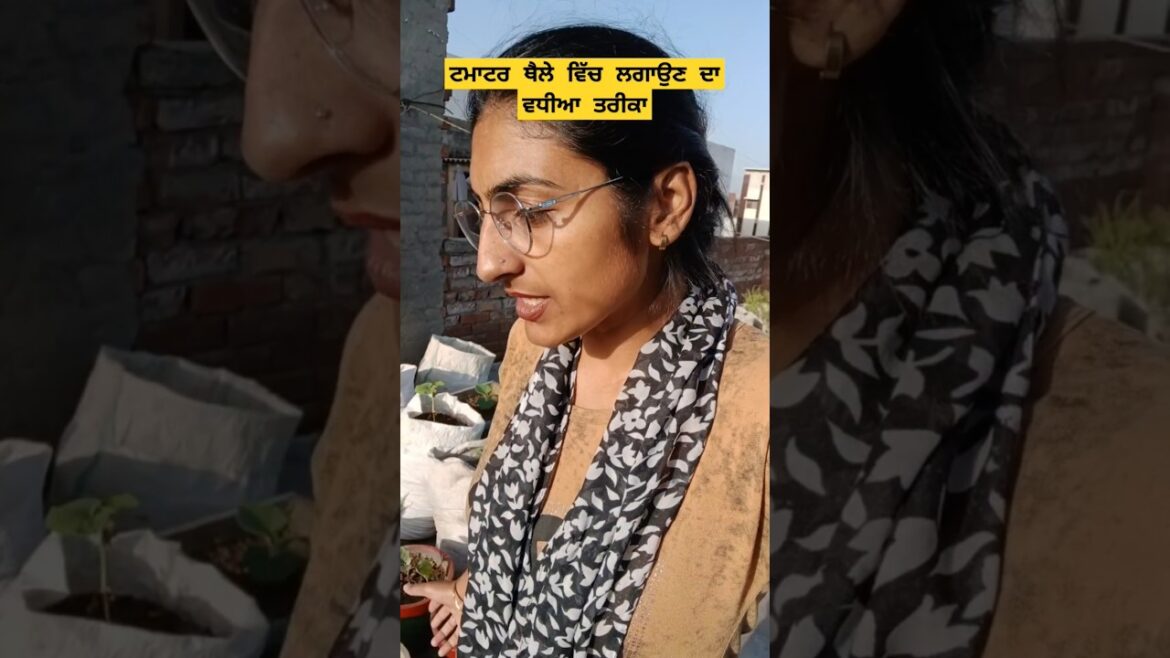 ਟਮਾਟਰਾ ਨੂੰ ਥੈਲੇ ਵਿਚ  ਲਗਾਓ #tamatar #tomato #grow #vegetables #garden #shorts @OrganicGardening1918