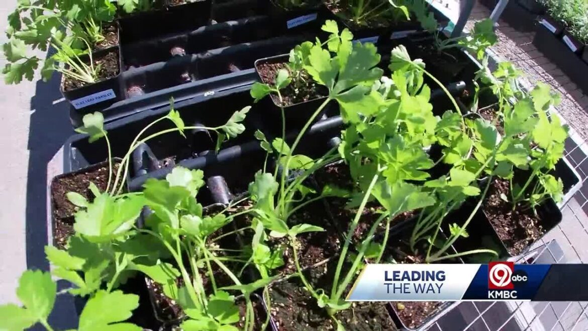 Kansas City Community Garden sale helps locals grow food amid rising grocery prices Kansas City Community Garden sale helps locals grow food amid rising grocery prices