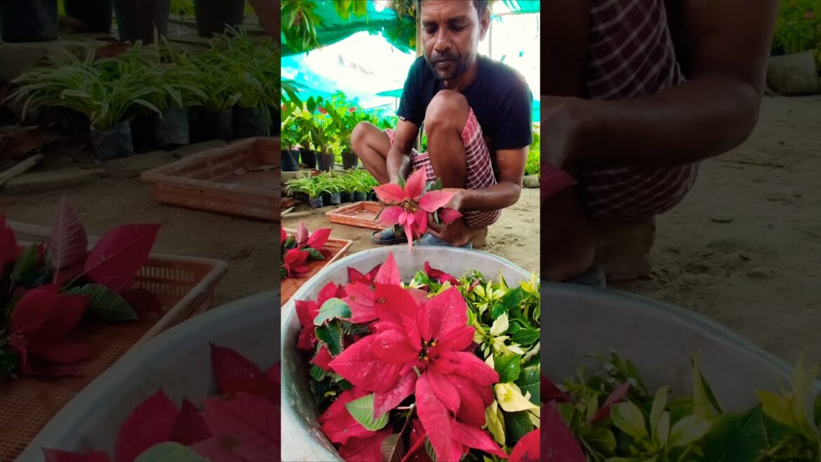 Poinsettia Cloning: Snip, Dip, Grow 🌱 #shorts