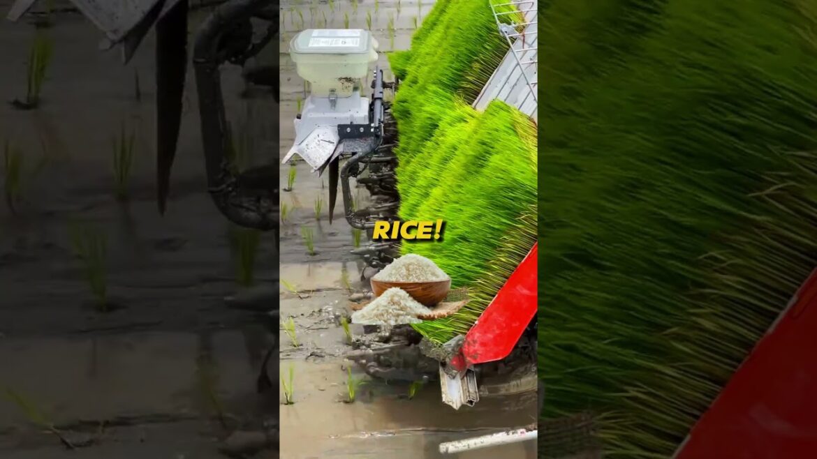 What seedlings is this MACHINE planting?