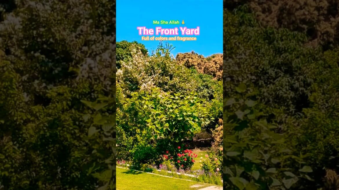Front yard is full of colors 💐 and fragrance 🌹🪻🏵️ #shorts #garden #horticulture