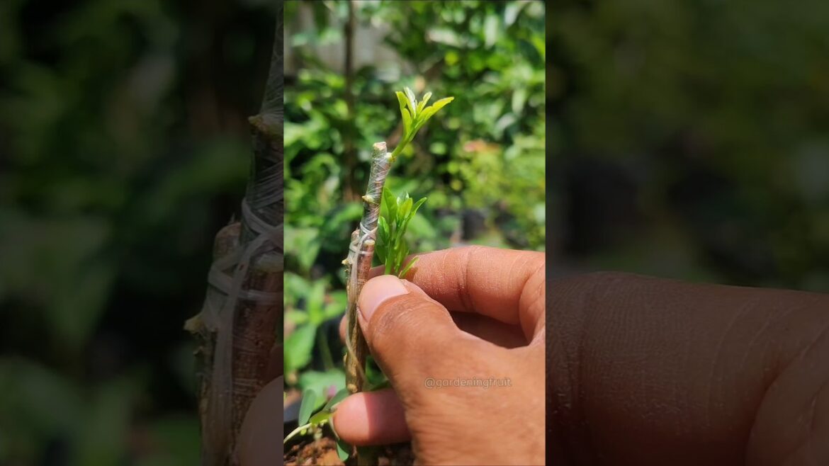 citrus cultivation by grafting & gardening tips! #graftingtechniques #shorts