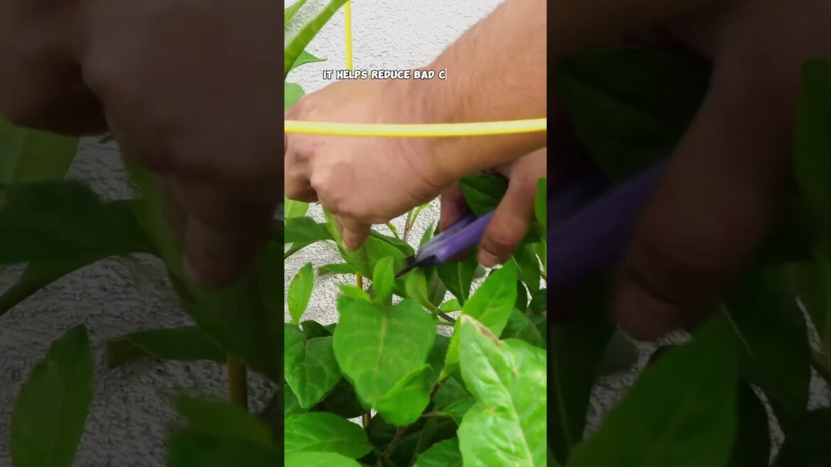 5 Reasons Everyone is Growing Longevity Spinach! 🌿 Superfood for Your Garden!