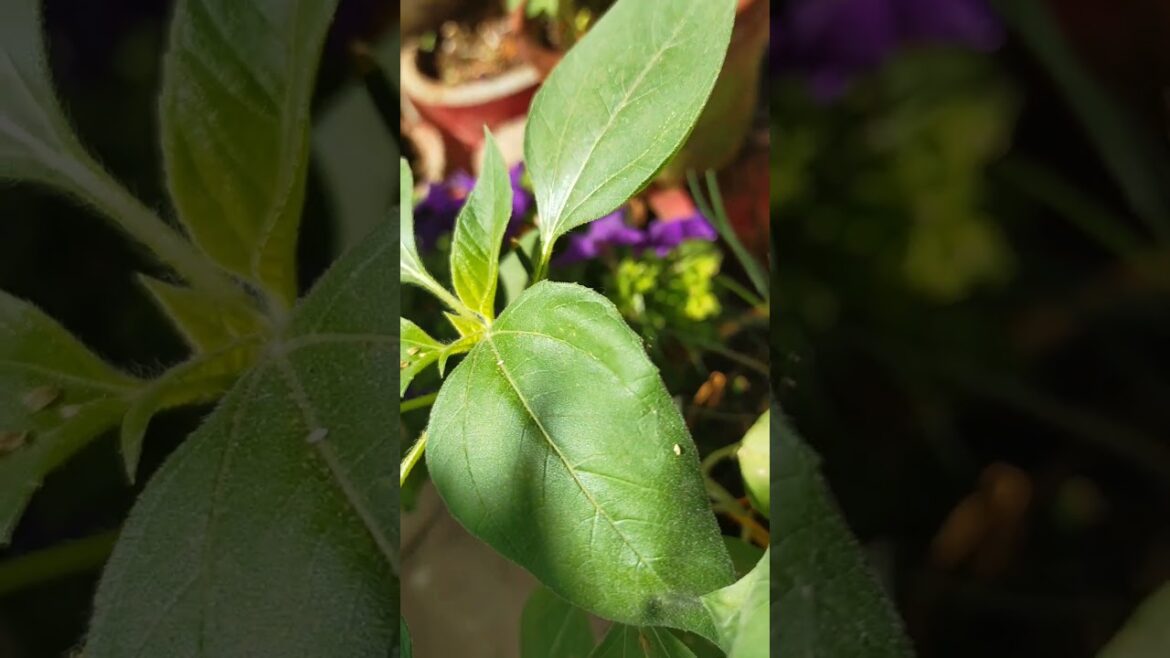 How to grow Sunflower from seeds #ytshorts #gardenplants #viralvideo #garden