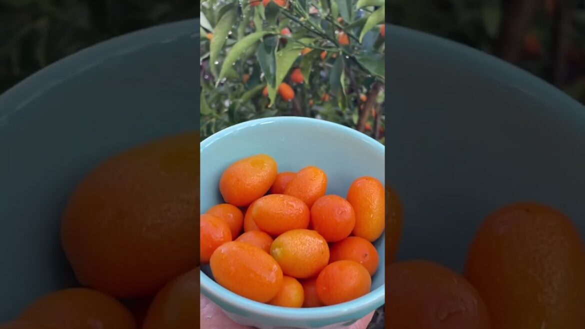 Let’s see what’s in our Los Angeles garden today #shorts #losangelesliving #gardening #harvest Let's see what's in our Los Angeles garden today #shorts #losangelesliving #gardening #harvest