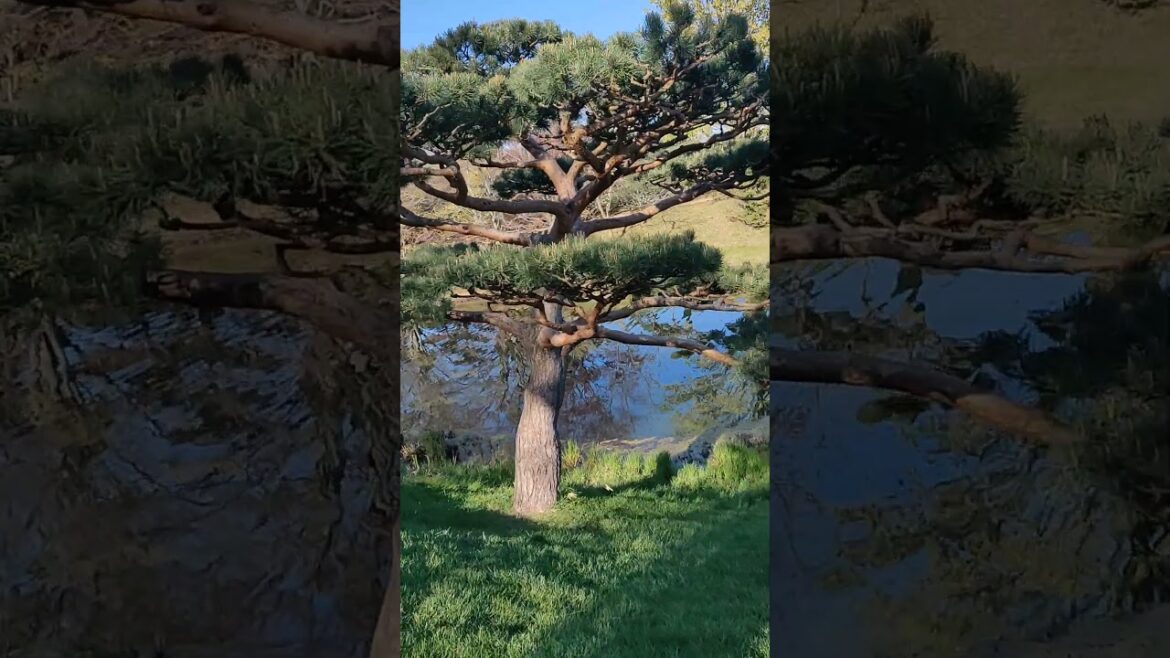 Nature love #japanese #garden #naturelovers #relaxing #stressfree