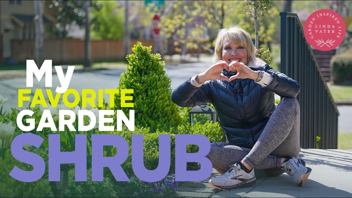 My Favorite Garden Evergreen My Favorite Garden Evergreen