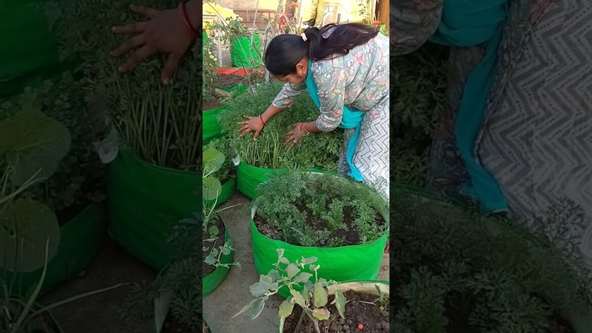 गाजर लगाकर मैंने गलती कर दी #shortvideo #gardenideas #viralvideo #shorts #gardening #terracegarden