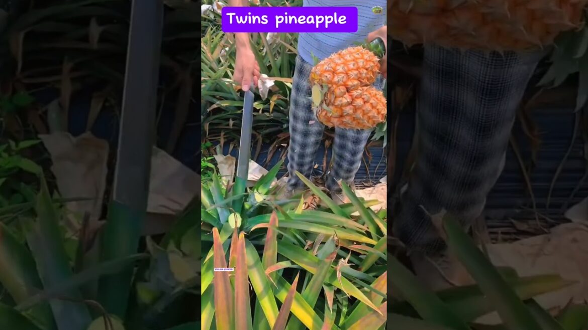 How to grow pineapple|Pineapple ki kasht kaise karen|Ananas How to grow pineapple|Pineapple ki kasht kaise karen|Ananas