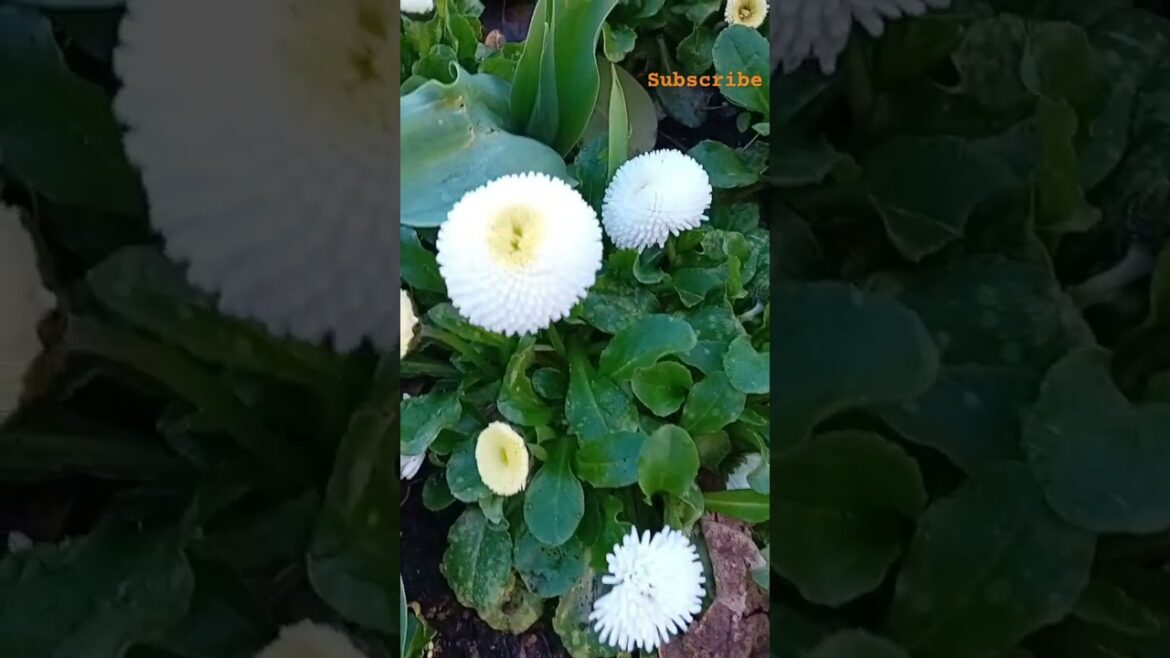 Bellis Perennis 🤍 #daisy #shorts #flowers #gardening#plant #naturelover #trending #viral #tlilac