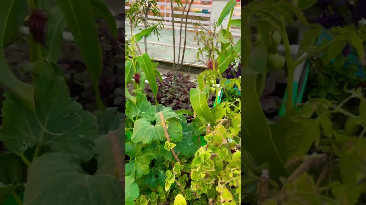 Vegetable garden #garden #terracegarden #gardening #shorts #gardenplants #youtubeshorts #vegetables