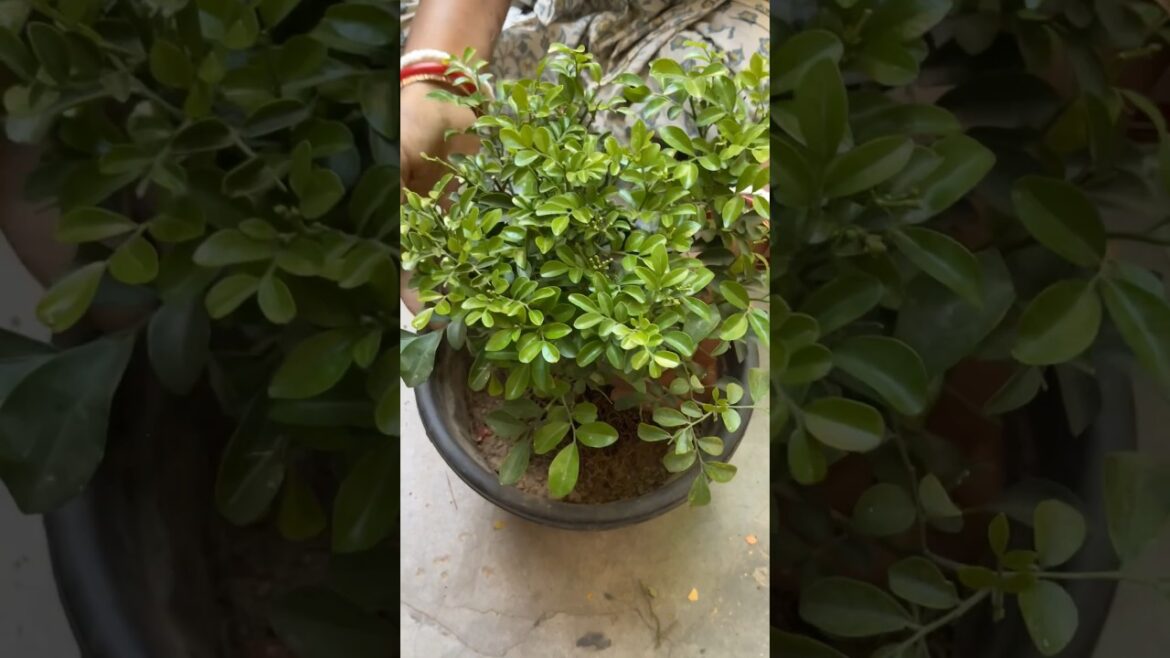 kamini plant #yt #garden #terracegardenindia #gardenplants #gardening #shortsfeed #shots kamini plant #yt #garden #terracegardenindia #gardenplants #gardening #shortsfeed #shots