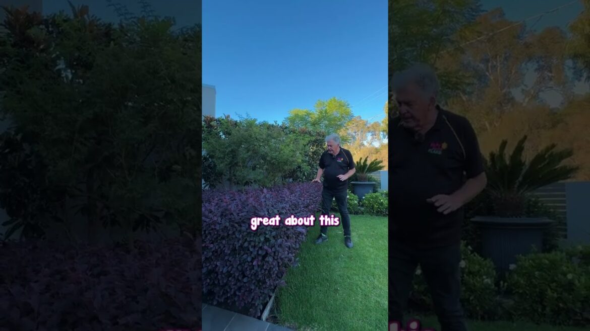 If You Want Colour in Your Garden Year Round Plant Loropetalum.