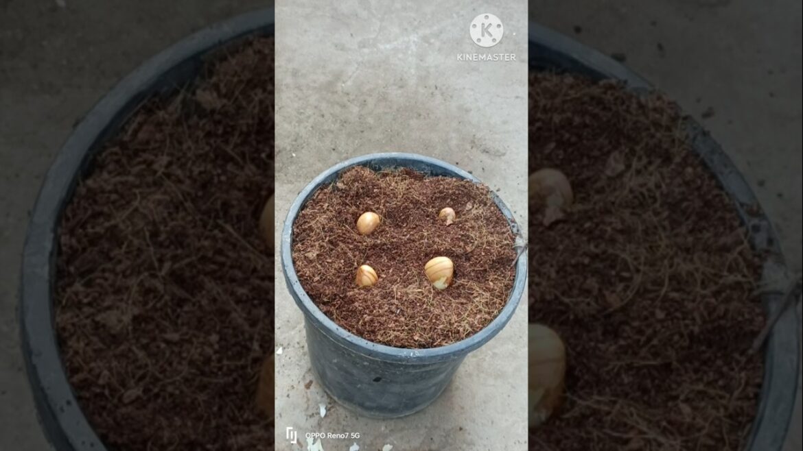 How to grow jackfruit seeds at home #shorts #jackfruit #shortvideo