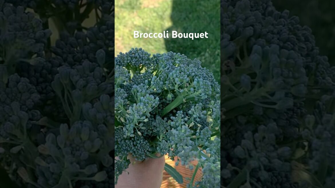 Hello Spring . Let’s pick some broccoli 🥦 #gardenchat #vegetablegardening #homestead #homesteading Hello Spring . Let’s pick some broccoli 🥦 #gardenchat #vegetablegardening #homestead #homesteading