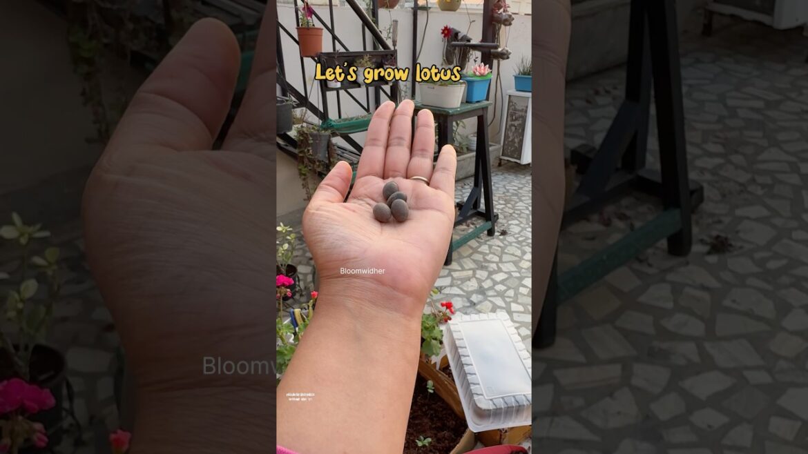 Growing Lotus from Seed at Home! 🌱🪷 | Easy Step-by-Step Guide #lotus #shorts #gardening