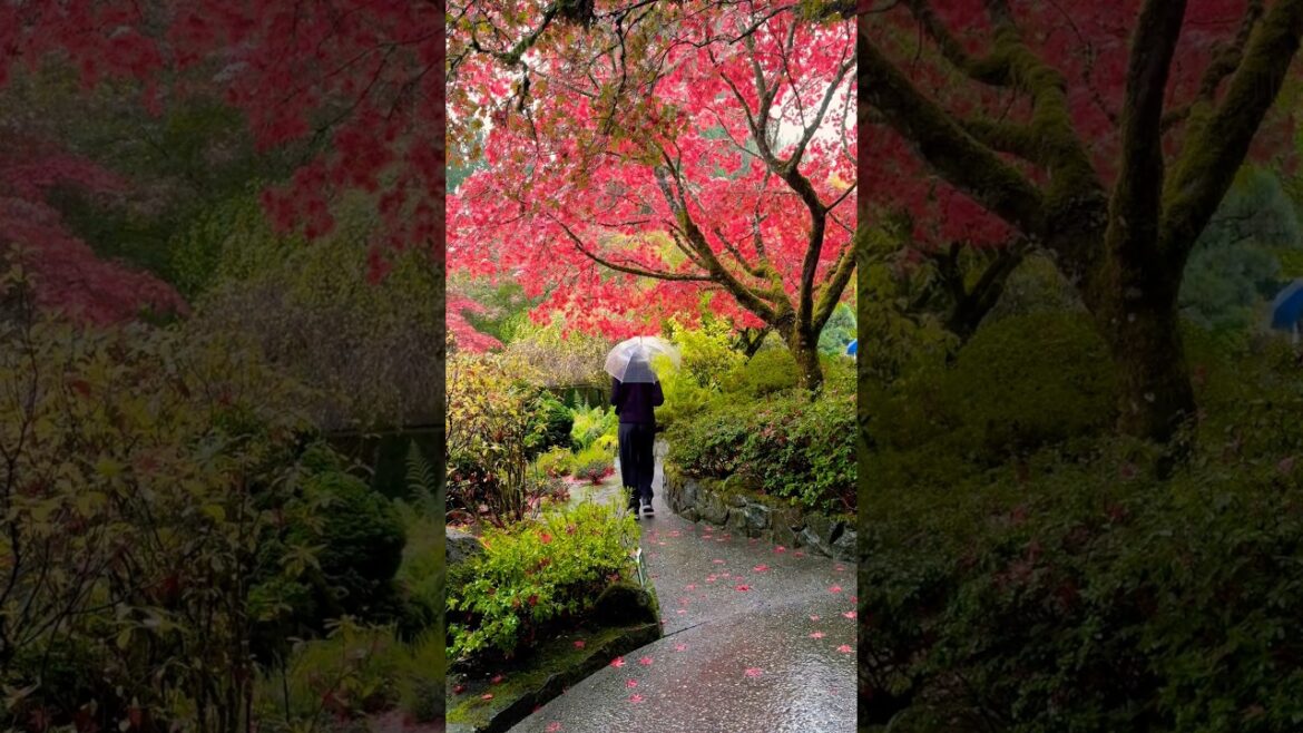 Rainy Fall Day #japanese #garden #travel #shorts #victoria #britishcolumbia #canada
