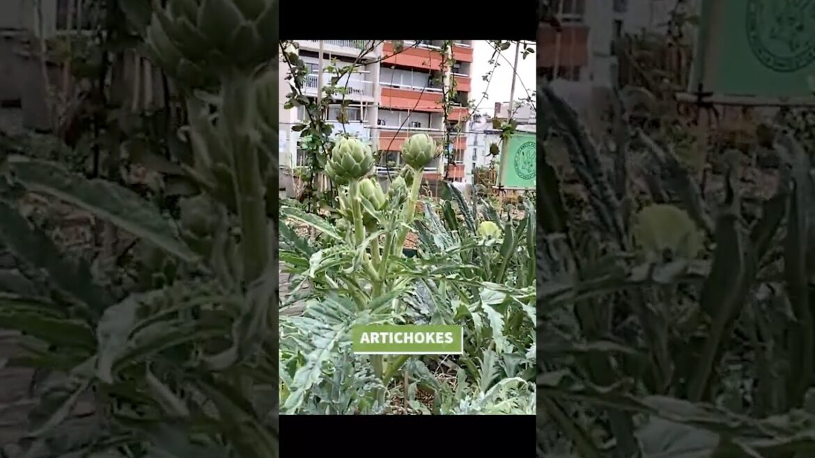 Artichokes Bolting + Detox Benefits!  🌿⚠️ #Artichokes