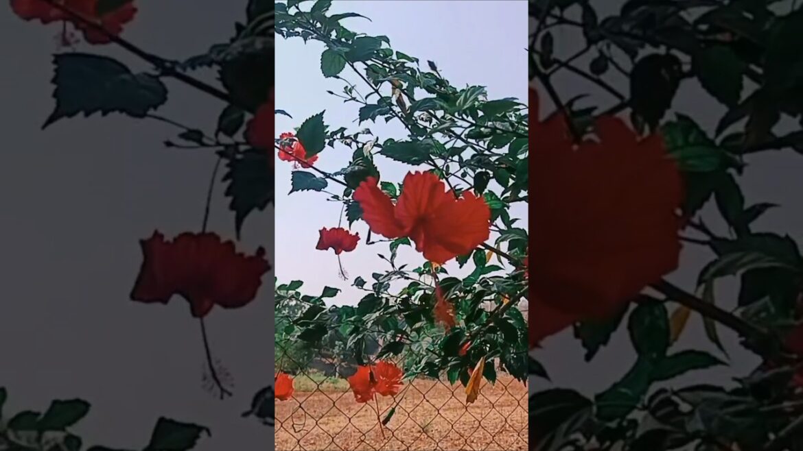 beautiful flower // hibiscus Flower #youtubeshorts #viral #shorts