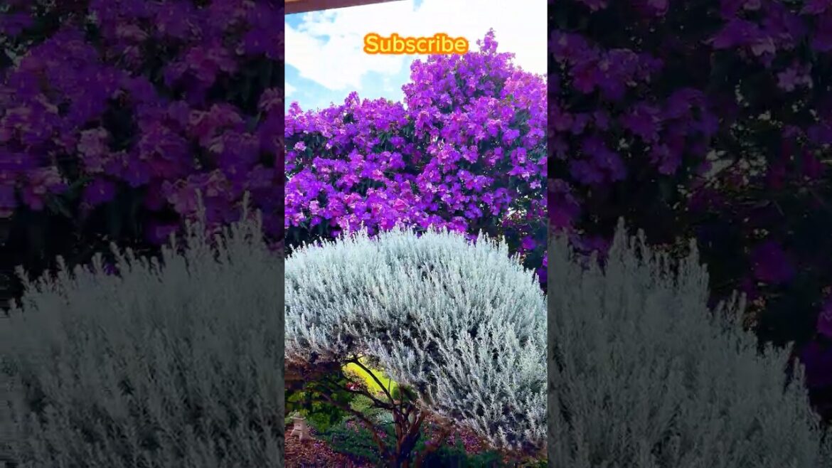 Stunning Front Garden Tour in Autumn – Beautiful Ornamental Plants & Landscaping Inspiration