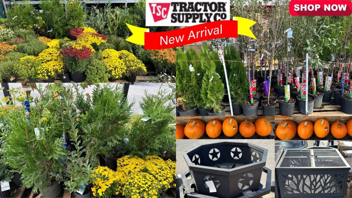 Tractor Supply Aborvitaes, Maple, Crabapple, Fruit Trees, Evergreens, Fire Pits, Mums & More! #40&up Tractor Supply Aborvitaes, Maple, Crabapple, Fruit Trees, Evergreens, Fire Pits, Mums & More! #40&up