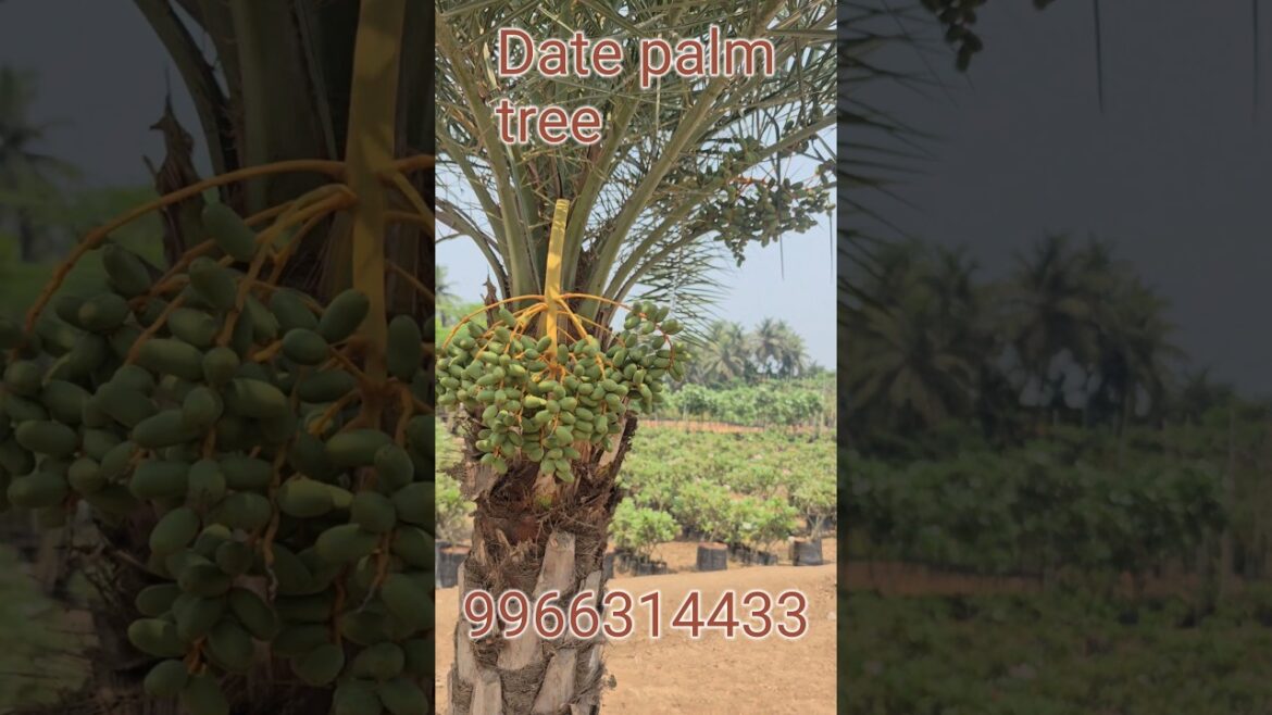 “Date Palm Trees for Your Farmhouse Garden | Beauty & Benefits” #ytshorts #viralshort#trandingshorts "Date Palm Trees for Your Farmhouse Garden | Beauty & Benefits" #ytshorts #viralshort#trandingshorts