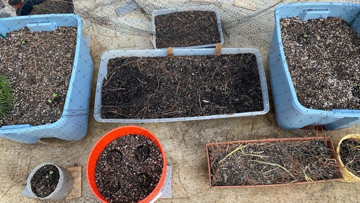 My Container Garden is a COMPLETE MESS + Cabbage Seedling Struggles My Container Garden is a COMPLETE MESS + Cabbage Seedling Struggles