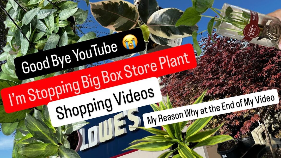 Big Box Store Plant Shopping for Houseplants New Spring 2025 Reasons to Go Shopping Future of Plants