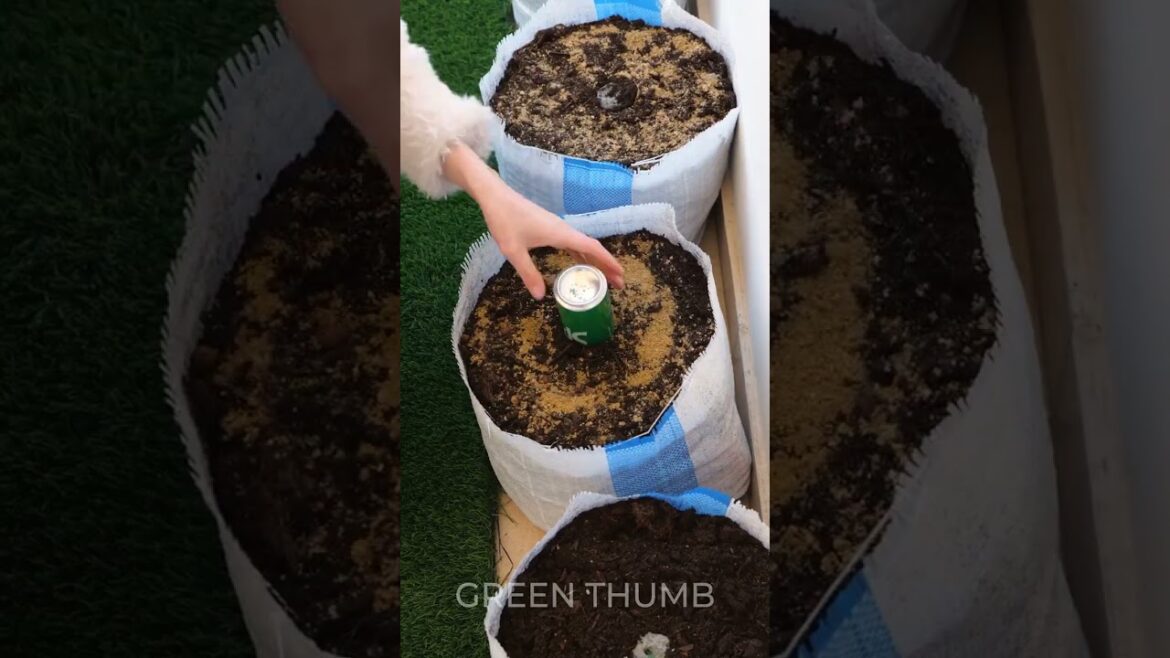 Grow Juicy Watermelon Farm at Home 🍉