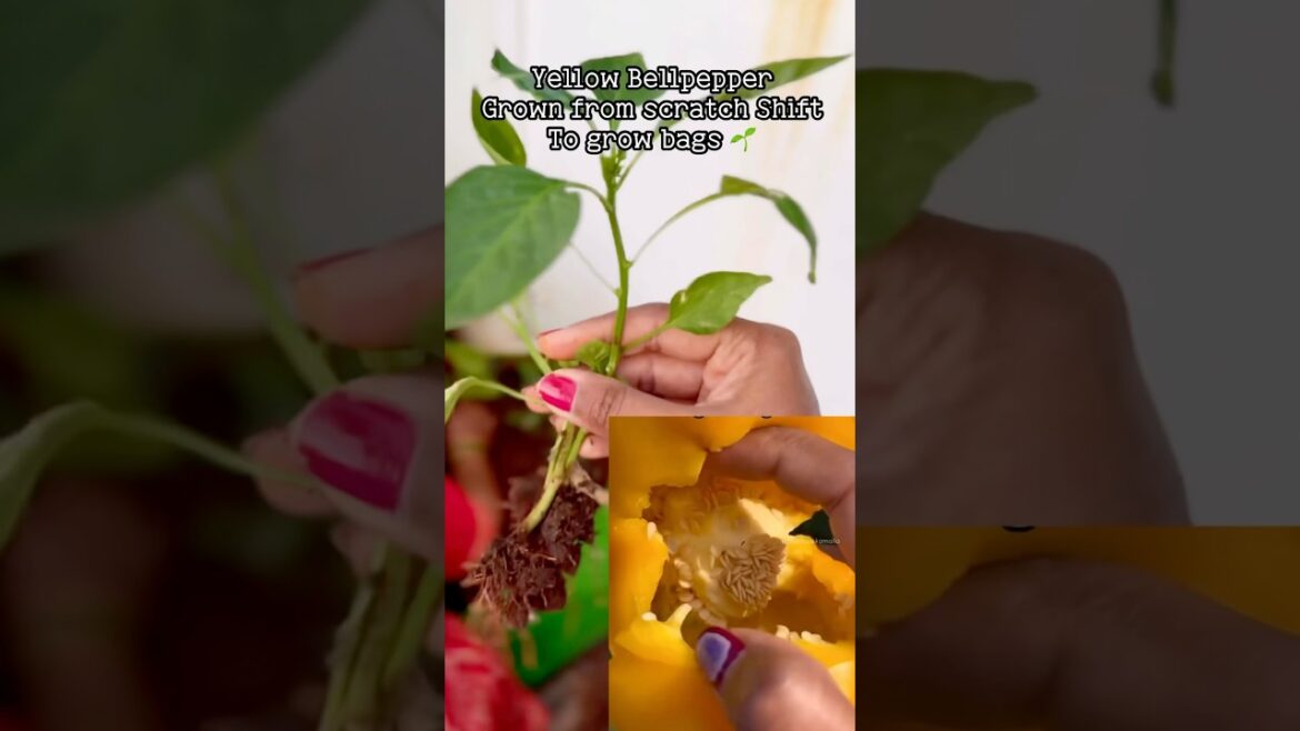 Remember to Save Yellow Bell Pepper Seed Pod After Eating—Grow Endless Plants from scratch! 🌱