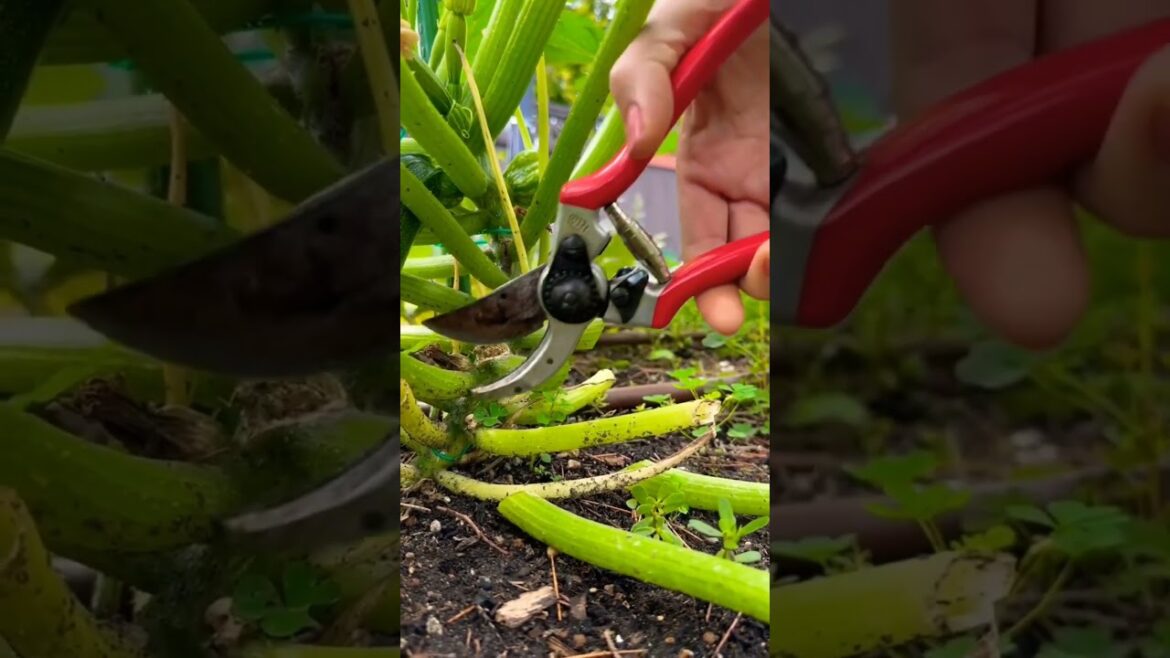 Gunting Serbaguna Pemotong Daham Tanaman Gunting Serbaguna Pemotong Daham Tanaman