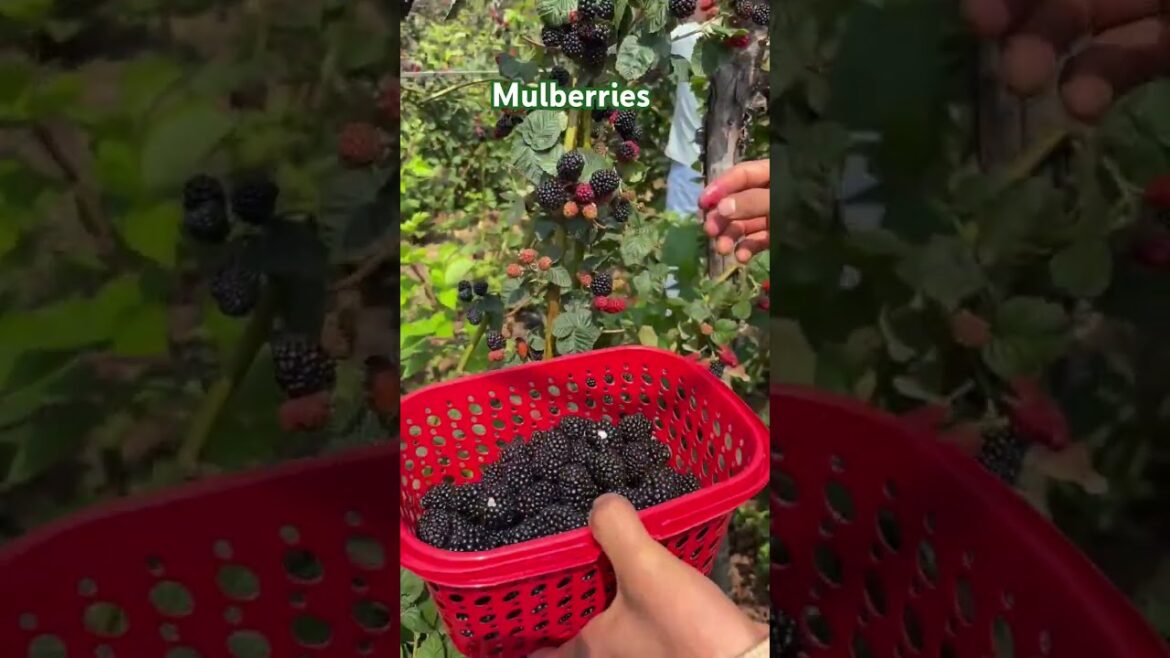 I Grew 1,000 Mulberry Trees in My Backyard I Grew 1,000 Mulberry Trees in My Backyard