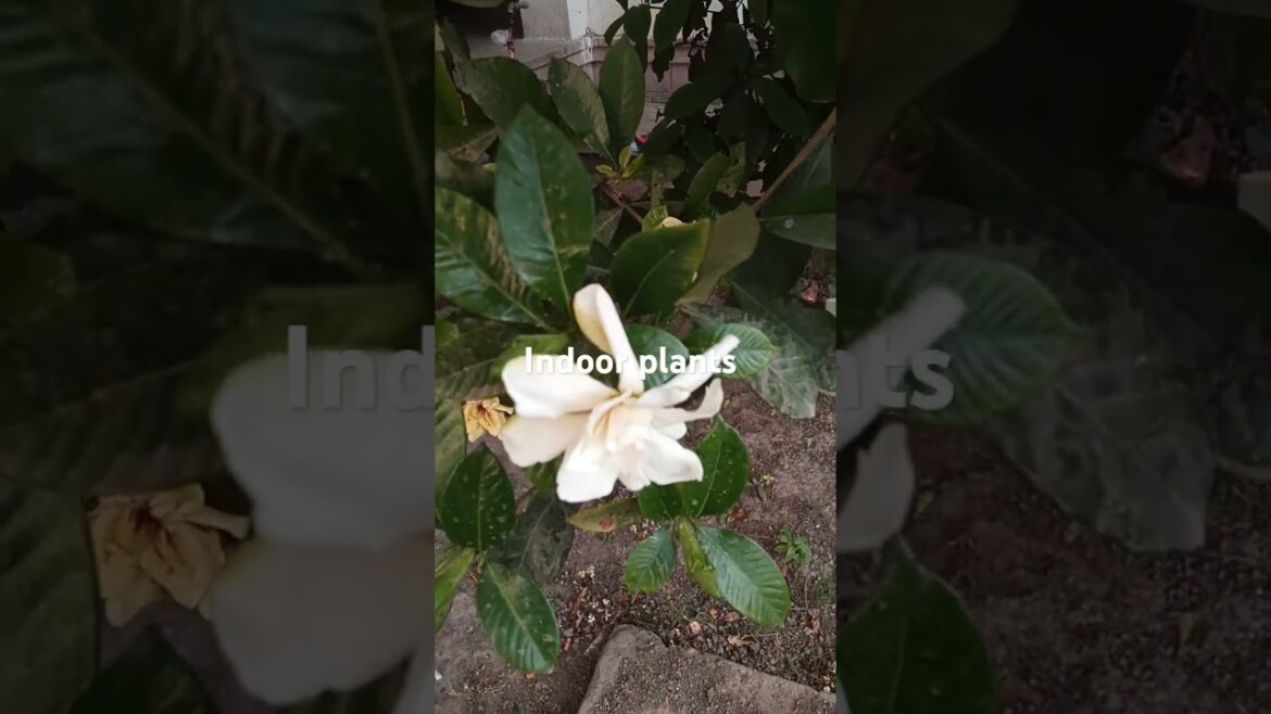 The Most Beautiful Indoor Flowering Plants # shorts # ytshorts # trends # indoorplants