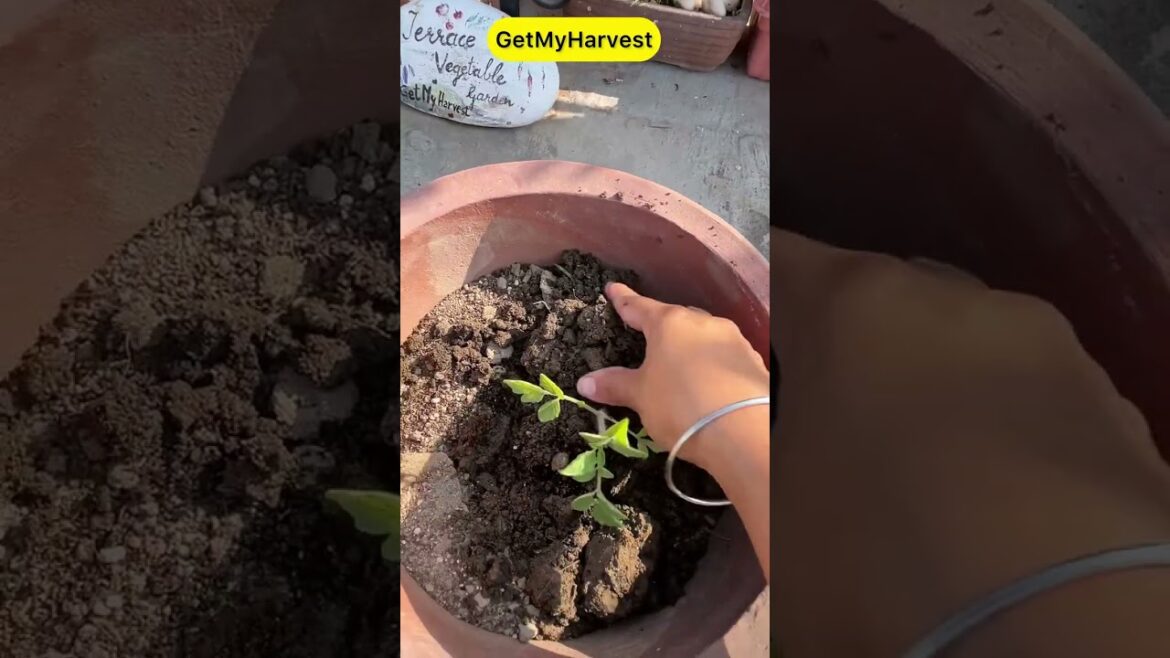 Special Tips for growing Tomatoes | Ab dher saare tamatar ugalo #shorts