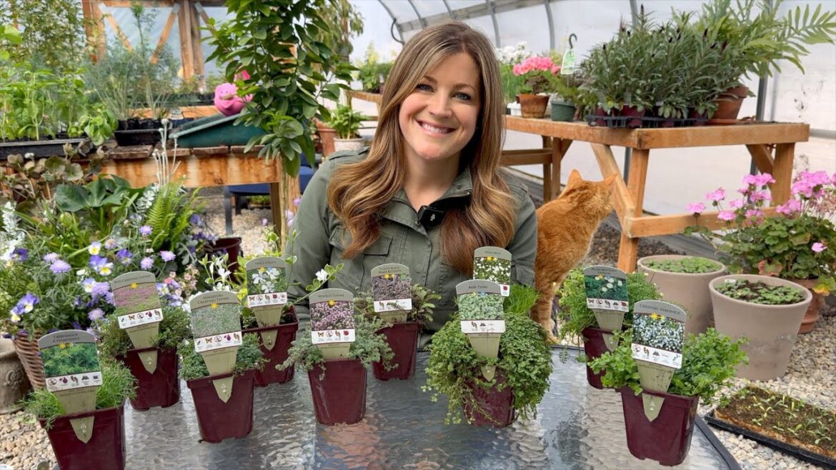 Garden Answer: Groundcover Plant Haul! 🌿 31 Variety Show & Tell! 😍 // Garden Answer Groundcover Plant Haul! 🌿 31 Variety Show & Tell! 😍 // Garden Answer
