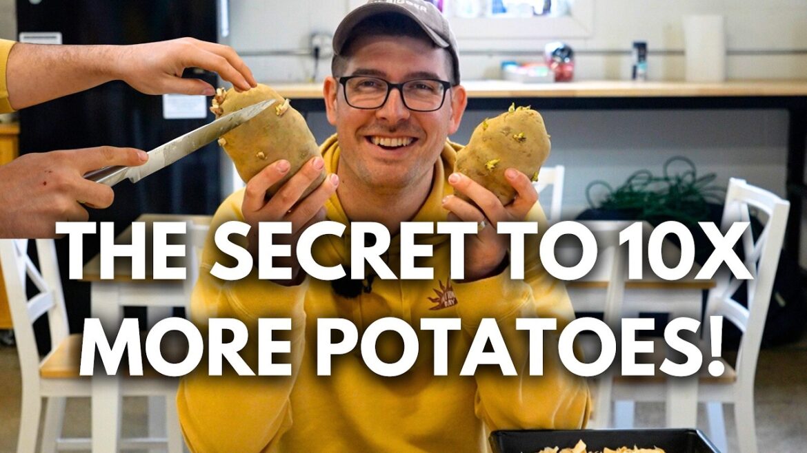 MIgardener: It’s TIME – Do This to Your Potatoes NOW! It's TIME - Do This to Your Potatoes NOW!