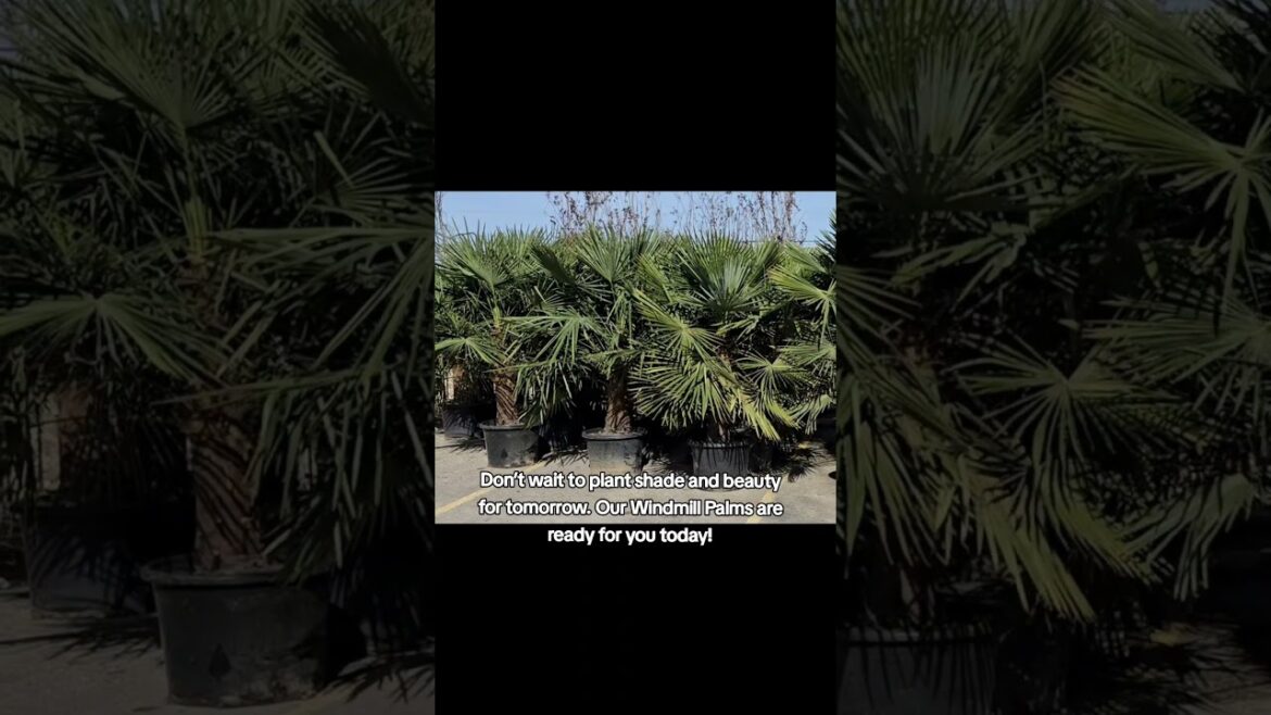 Why the Windmill Palm is Perfect for Texas Landscapes | Leaf Landscape Supply #comegetyourshade Why the Windmill Palm is Perfect for Texas Landscapes | Leaf Landscape Supply #comegetyourshade