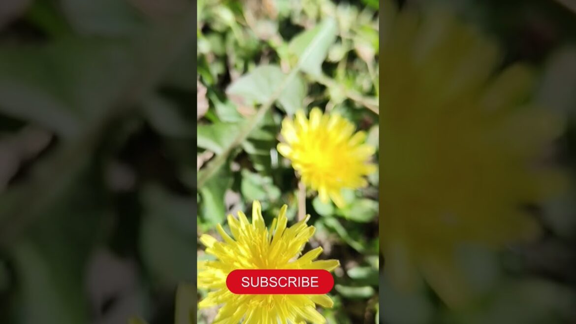 Flower lover 😍#shortsvideo #youtubeshorts #entertainment #shorts #trending